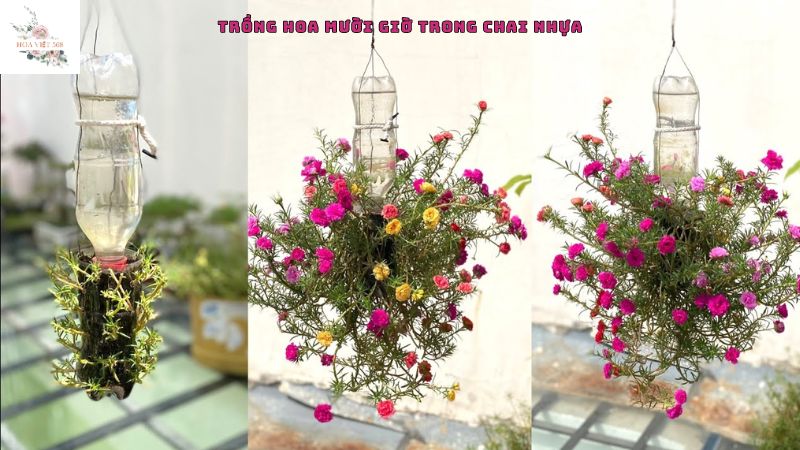 Đặc điểm và ý nghĩa của hoa mười giờ